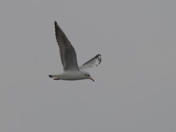 Black-headed gull (Chroicocephalus ridibundus)